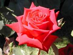 क्षणिका - अहसास से