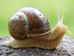 दुनिया का सबसे शक्तिशाली जीव