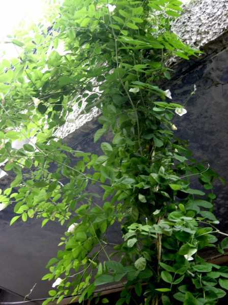 ശംഖുപുഷ്പം കണ്ണെഴുതിയാല്‍.