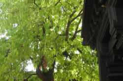 पडद्यामागचा पडदा