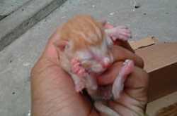 പൂച്ചയമ്മ