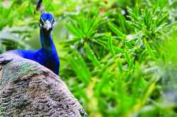 बीटी ने बचाया मोरों को