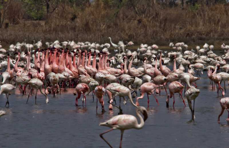 अग्नि पंख! अग्नि पंख! अग्नि पंख!!