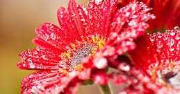 কাছে  দুরে