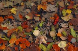 ঝরা সময় # ফিলিং ৩