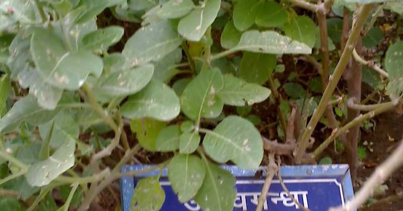 अश्वगंधा के फायदे नुकसान और सेवन करने की विधि