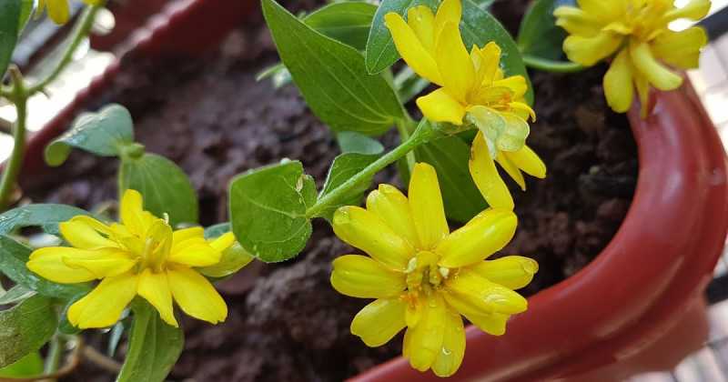 पीले फूल 