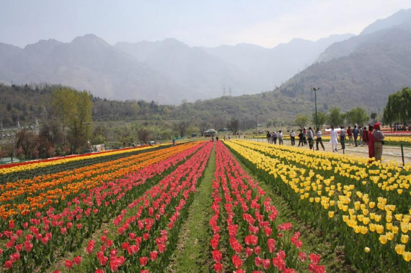 ट्यूलिप गार्डन – दुनिया देखो