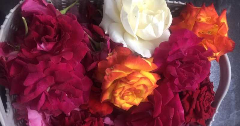 మాలిక పత్రిక ఫిబ్రవరి 2019 సంచిక విడుదల