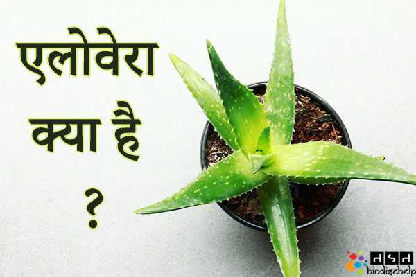 एलोवेरा (Aloe Vera) क्या है ? एलोवेरा के फायदे और नुकसान | एलोवेरा के औषधीय गुण