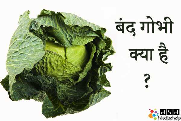 बंद गोभी (Cabbage) क्या है ? बंद गोभी के फायदे और नुकसान | बंद गोभी की सब्जी