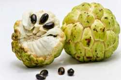 సీతాఫలము (Custard Apple)
