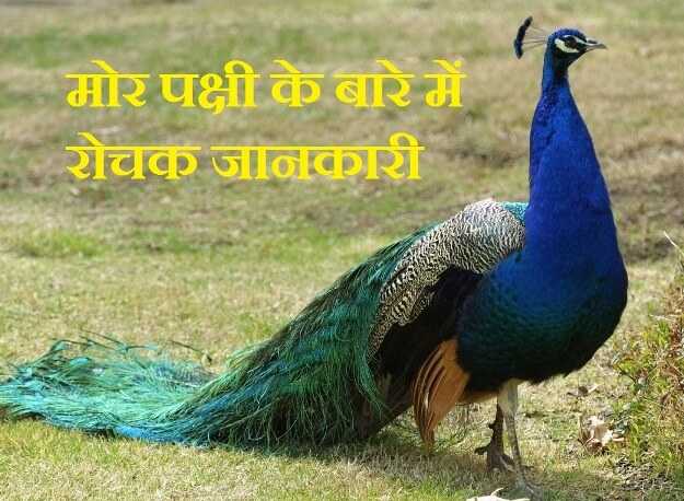 मोर पक्षी के बारे में रोचक जानकारी Information About Peacock In Hindi