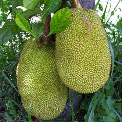 పనసపండు (JACK-FRUIT)