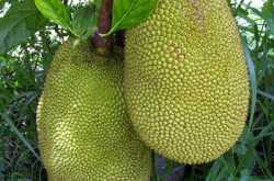 పనసపండు (JACK-FRUIT)