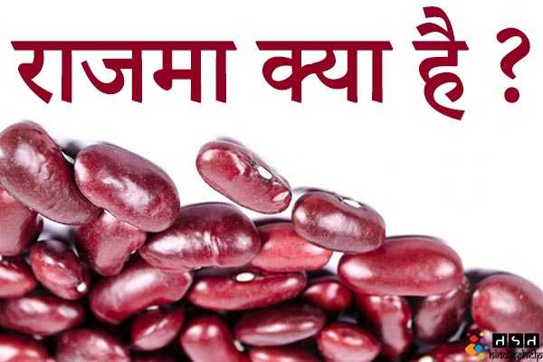 राजमा (Kidney Bean) क्या है ? राजमा के फायदे और नुकसान | राजमा के प्रकार | हिंदी से हेल्प