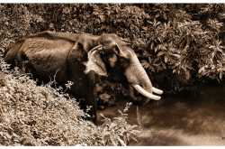 ആന ~ Photography | ഫോട്ടോഗ്രാഫി