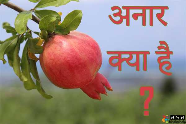 अनार (Pomegranate) क्या है ? अनार के फायदे और नुकसान | अनार के औषधीय गुण