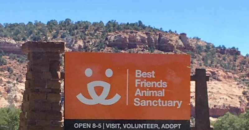  The Story Of A Dog Named Quilla And A Recipe For Bottled Tadka OPOS Style.