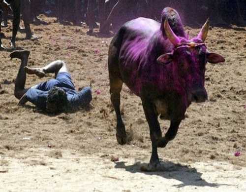 #ஜல்லிக்கட்டு புரிந்து கொள்வோம்! காப்போம்! #jallikattu