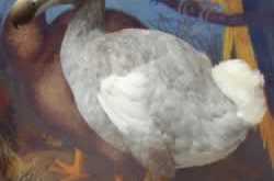 10 Most Amazing Extinct Animals ( Worth Reading )