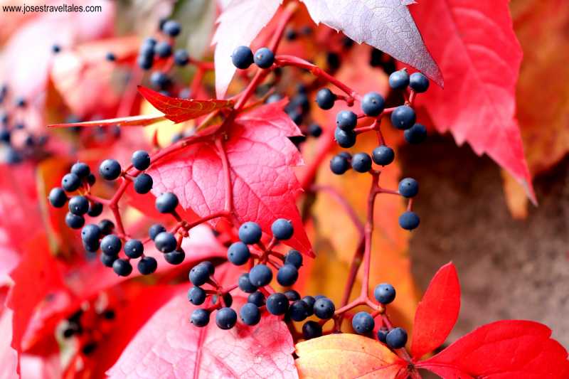 3 Places To Admire Autumn Colours Near Barcelona- Joses Travel Tales