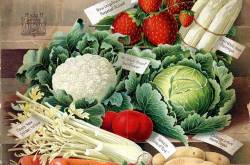 35 Heirloom Seed Suppliers