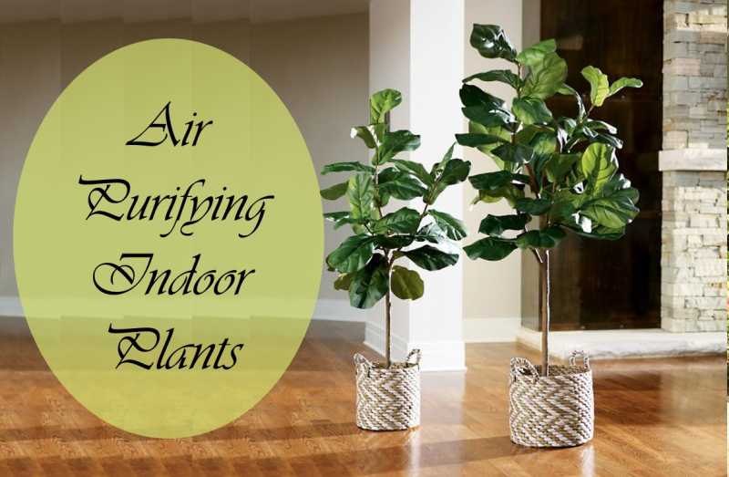 5 Air Purifying Indoor Plants For Styling Your Home