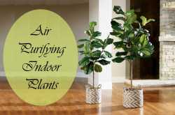 5 Air Purifying Indoor Plants for Styling Your Home