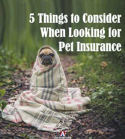 5 Facts To Consider When Looking For Pet Insurance | Aha!NOW