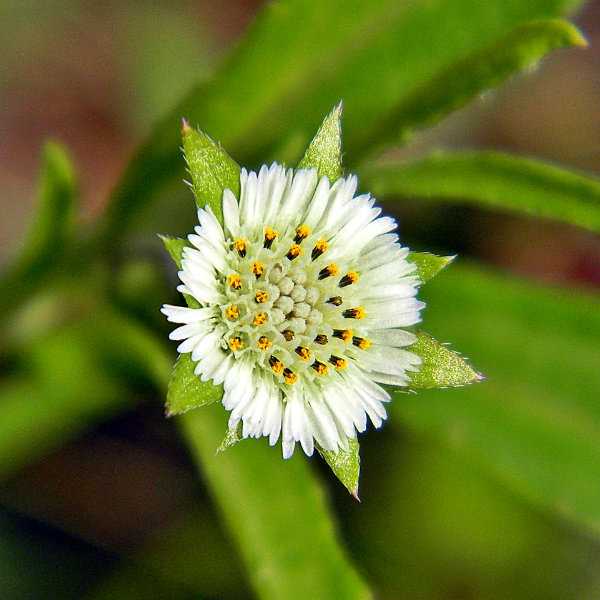 5 Guaranteed Natural Remedies For Baldness