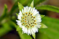 5 Guaranteed Natural Remedies for Baldness