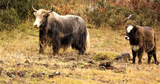 5 Hybrid Animals Created By Humans You Won