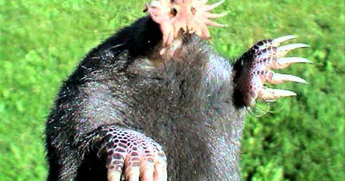 5 Most Strange Bizarre Animals Found On Earth - Know Them