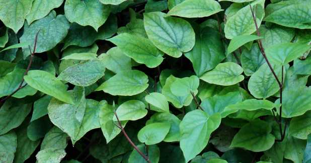 5 Natural Herbs For Curing Diabetes You Should Know