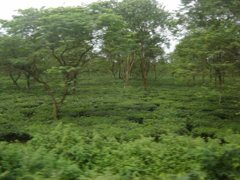 5 Nights And 6 Days North Bengal Tour Package