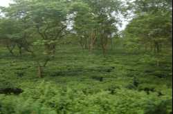 5 Nights and 6 Days North Bengal Tour Package