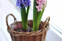 8 Winter Bloomers for Indoor Beauty