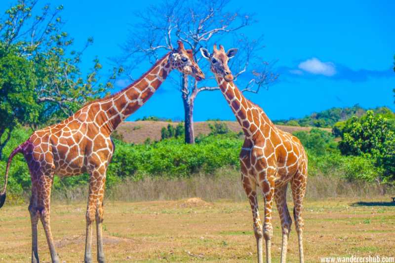 A Day Out At Calauit Safari Park Coron Philippines