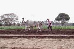 A Farmer ploughing his land with Oxen for sowing Corn