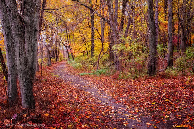 A Dole Of Broken Serendipity