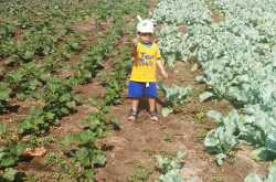 A visit to the Indian farms with my toddler