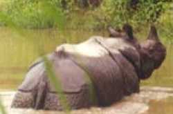 Abode of One Horned Rhino
