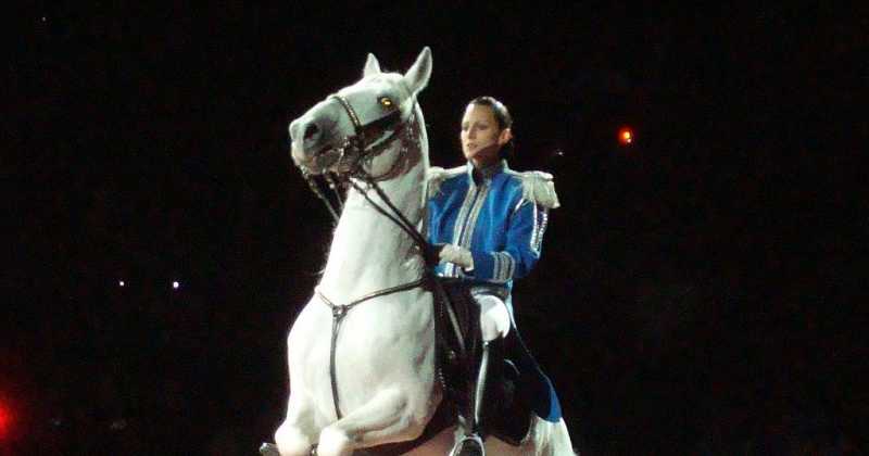 Airs Above The Ground - Circus, Smuggling And Stallions