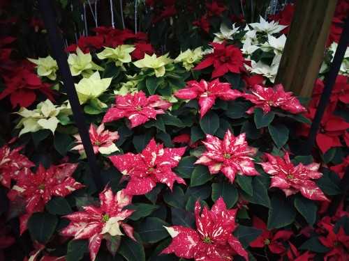 Allan Gardens, Toronto Winter Flower Show During Christmas & New Year - Trekkerpedia