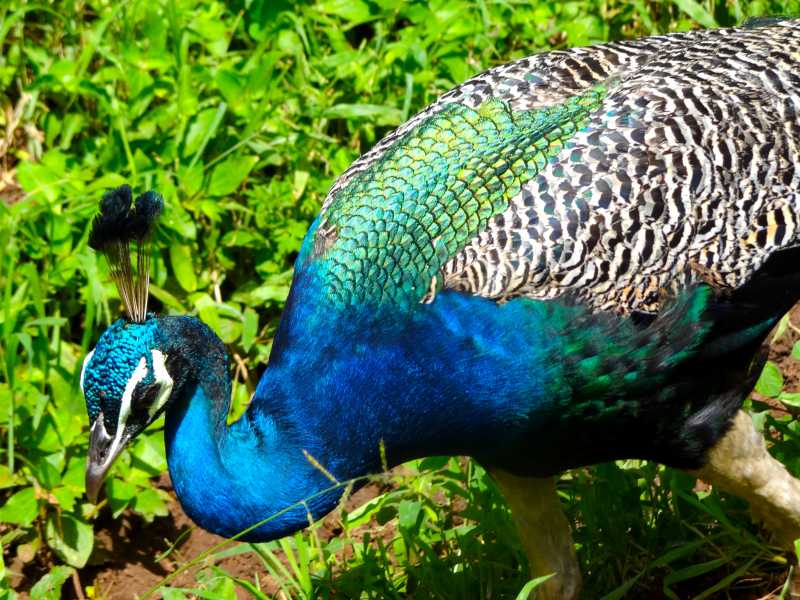 Alluring Colors Of Peacock!!!