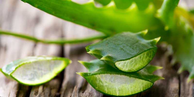 Aloe Vera Gel Uses And Benefits - Urdumania