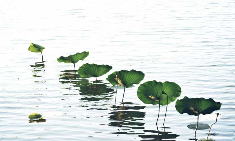 An Alluring View Of Dipor Bil By Apoorva Jyoti Hazarika