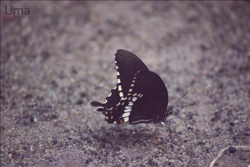 And There I Saw A Butterfly