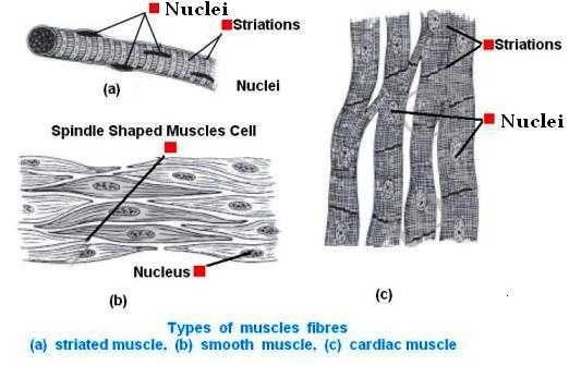 Animal Tissues-Connective Tissues | Physics Words